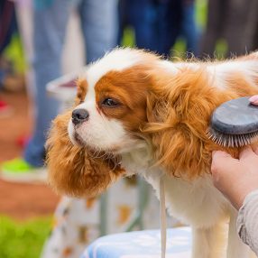 small dog getting brushed at dog show